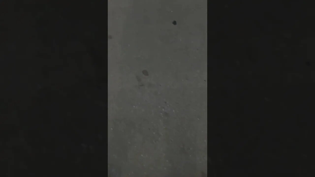 What Animal Tracks are These?