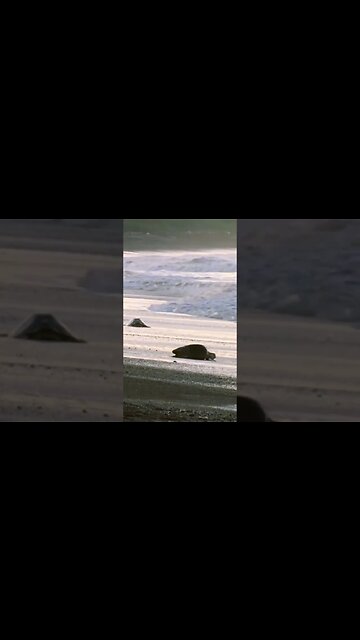Giant Turtle Migration #shorts #nature #science