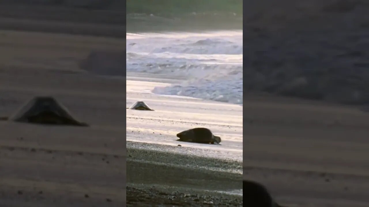 Giant Turtle Migration #shorts #nature #science