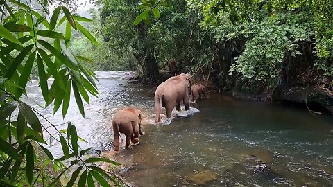 3 Indian Elephants Wading Across A River