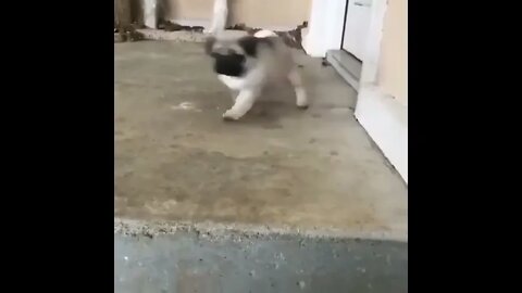 #shortscatsvideos #shorts cats videos #shortspetsvideos #shortspetsvideos #shortsanimalsvideos