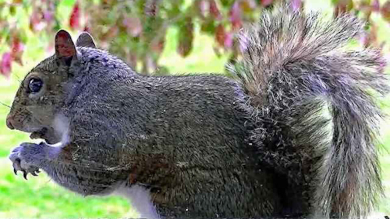 IECV NV #308 - 🐿️Grey Squirrel On The Window Ledge 5-12-2017