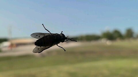 Horsefly on the Window