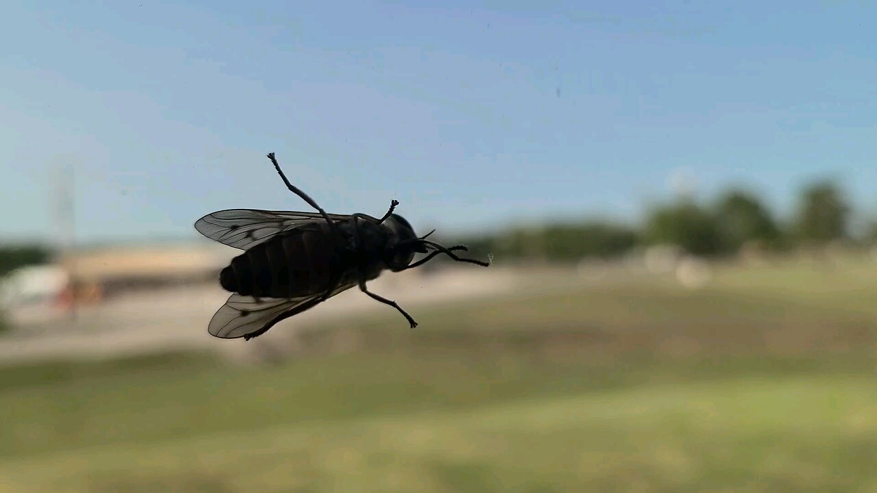 Horsefly on the Window
