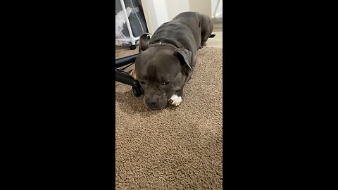 Dog have an attitude