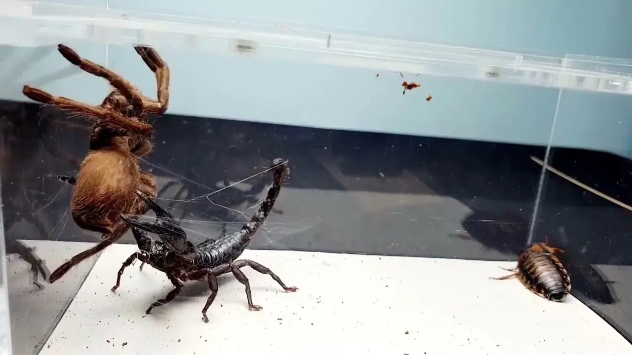 SCORPION vs TARANTULA SPIDER FIGHTING FOR PREY, who will win? Insect Stories-9