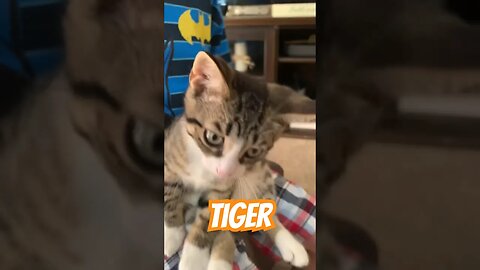 My Baby Kitten Named Tiger 🐯