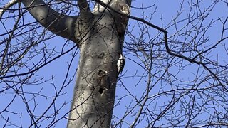 Wood pecker drilling a hole