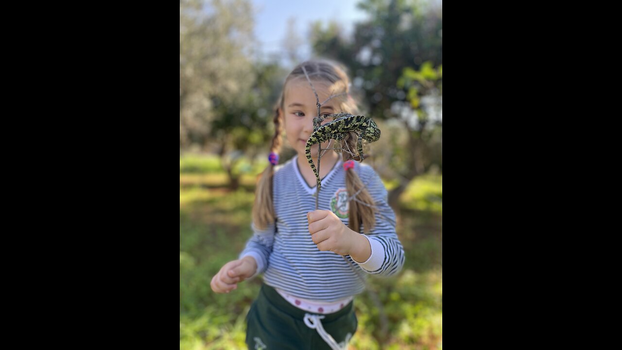 We met a chameleon in an olive tree!