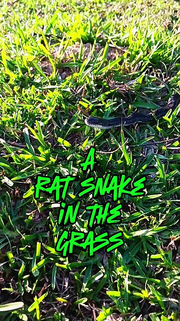 A rat snake in the grass can save mankind.