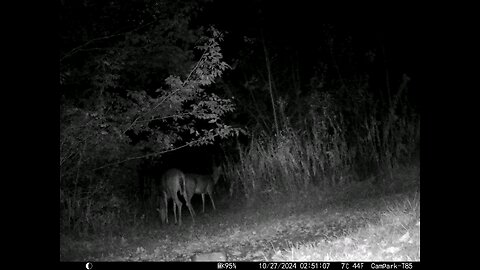 Deer 10-27-2024