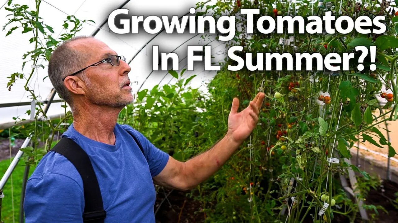 🍅 How He grows Tomatoes in the Summer.. IN FLORIDA! (Part 1) #gardening #trending #permaculture