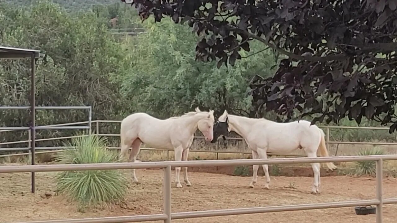 Monsoon fun @Sedonahorsemedicine