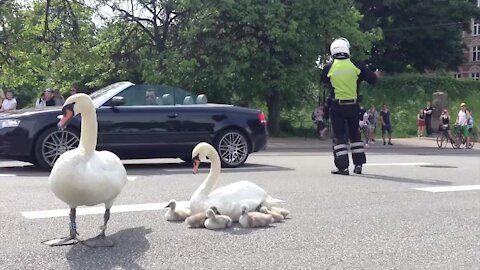 A family of pelicans [swans]