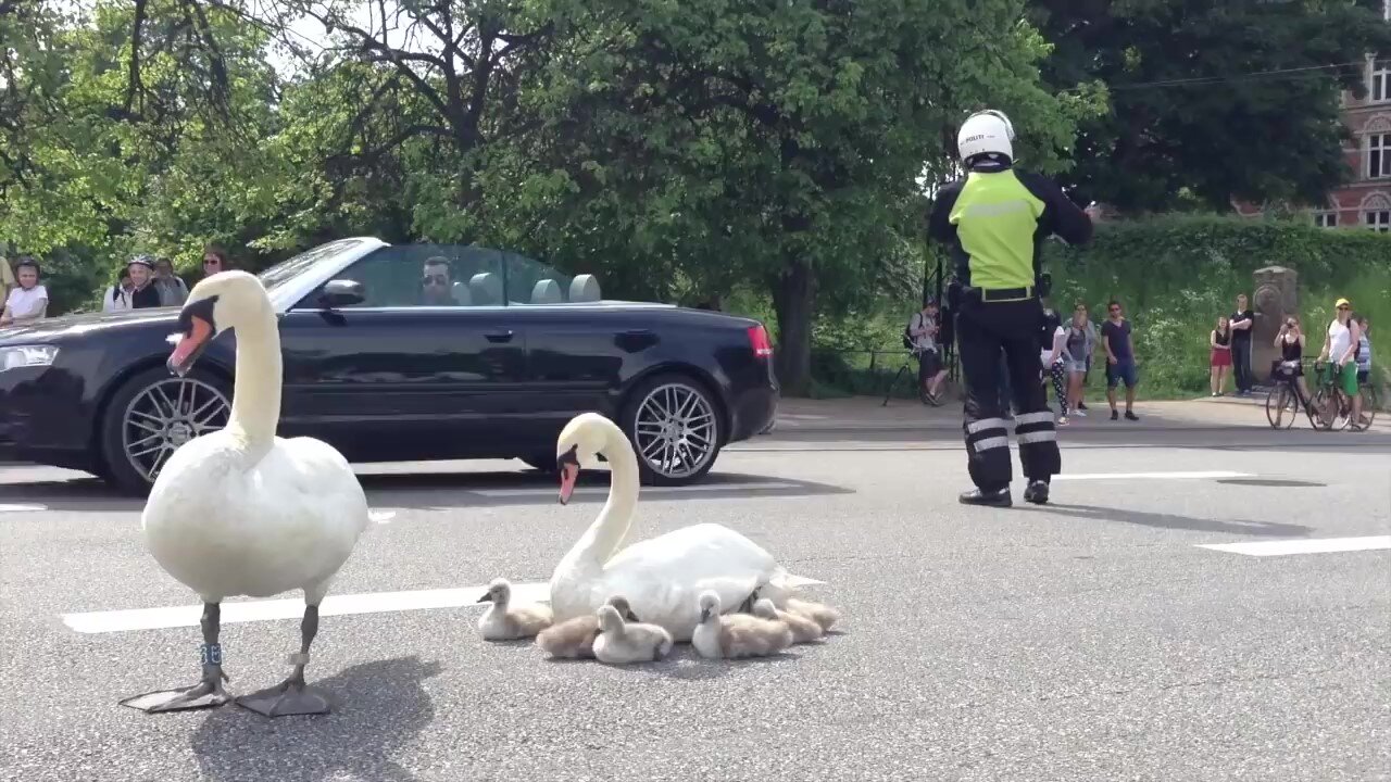 A family of pelicans [swans]