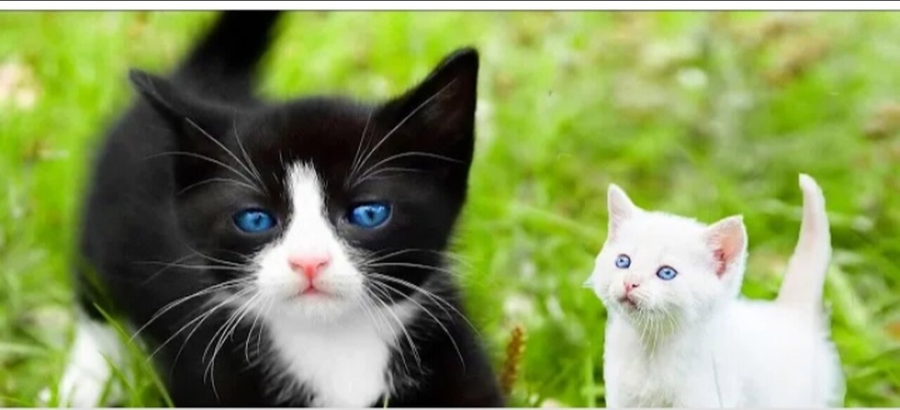 Meet The Deadliest Cat on The Planet....!!