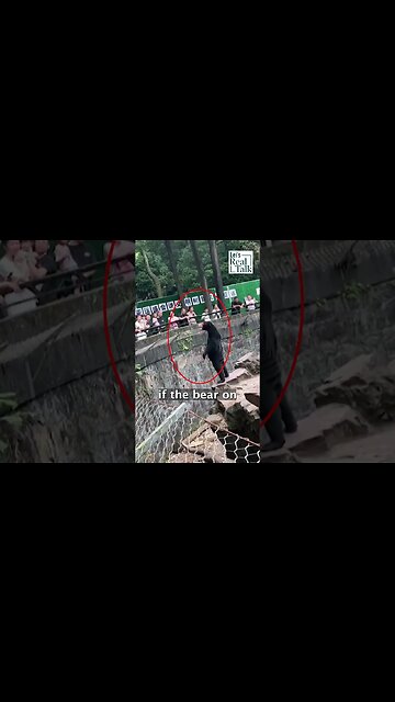 Can you tell if this bear is fake or real? 🐻 🇨🇳 #shorts