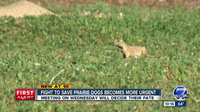 State denies application to relocate surviving prairie dogs after others poisoned