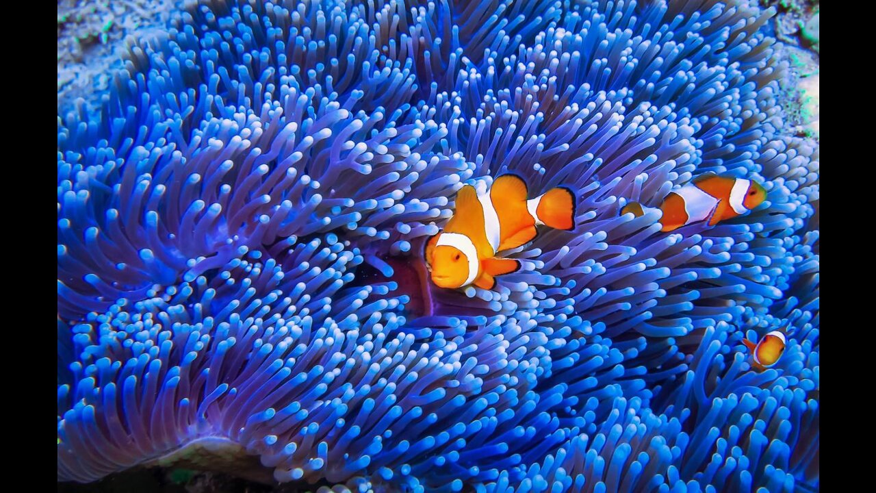 The beautiful and enchanting Blue Coral on your screens