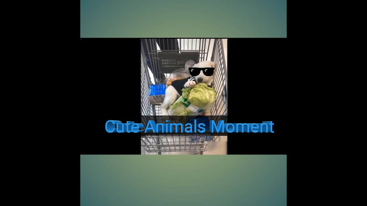 Latest Funny Animals Video