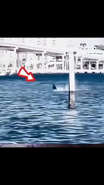 The paranormal behavior displayed by animals will undoubtedly leave you shocked.😱 #paranorma