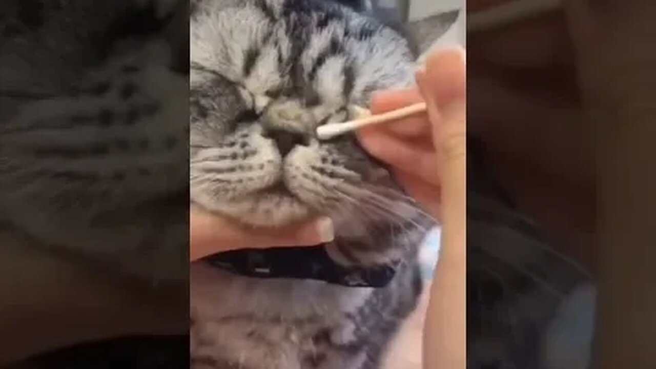 PLAYING CAT VIDEO MEAWWW