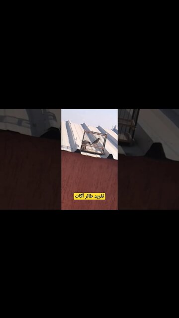 تغريد طائر أگات الكناري