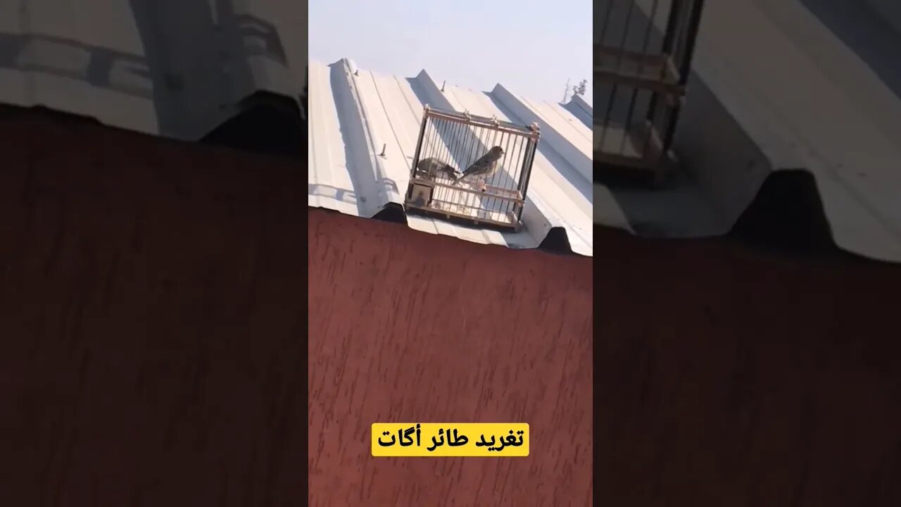 تغريد طائر أگات الكناري