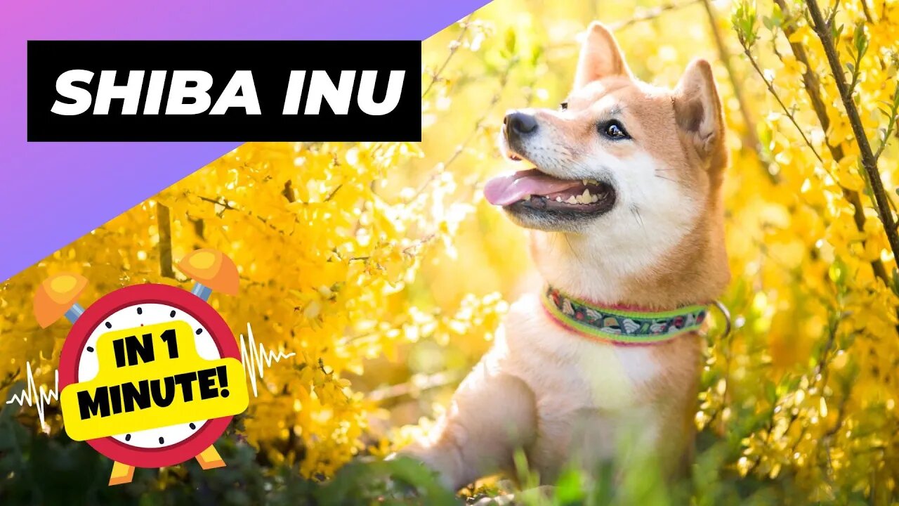 Shiba Inu - In 1 Minute! 🐶 One Of The Most Popular Dog Breeds In The World | 1 Minute Animals