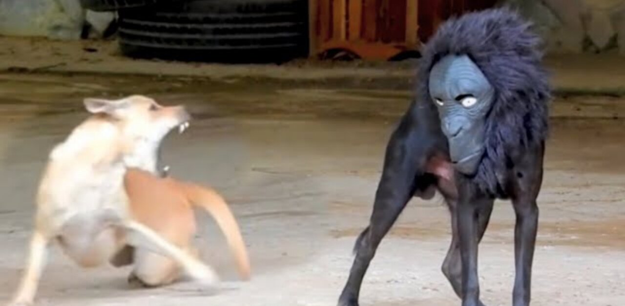 FUNNY DOGS PRANKS😂😂