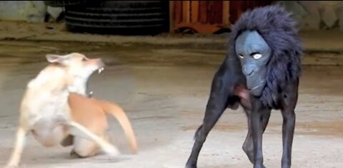 FUNNY DOGS PRANKS😂😂