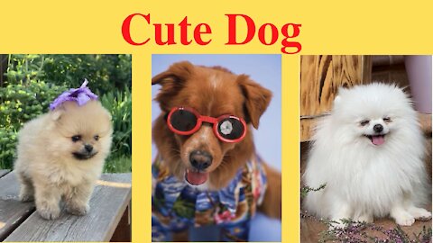 cute dog