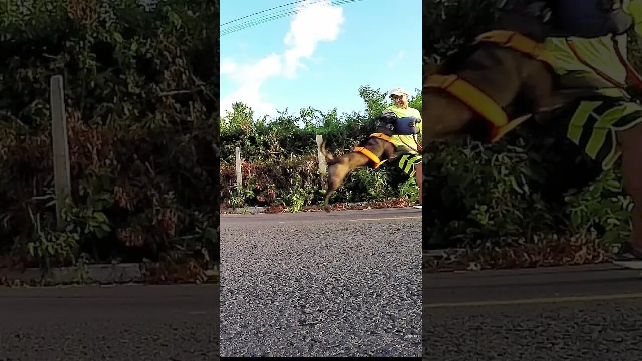 TREINO COM BÓIA NA CORRIDA .... SE BOBEAR, VAI PRO CHÃO !!!! RSRSRS