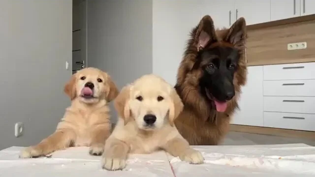 German Shepherd Reviews Food With Puppies