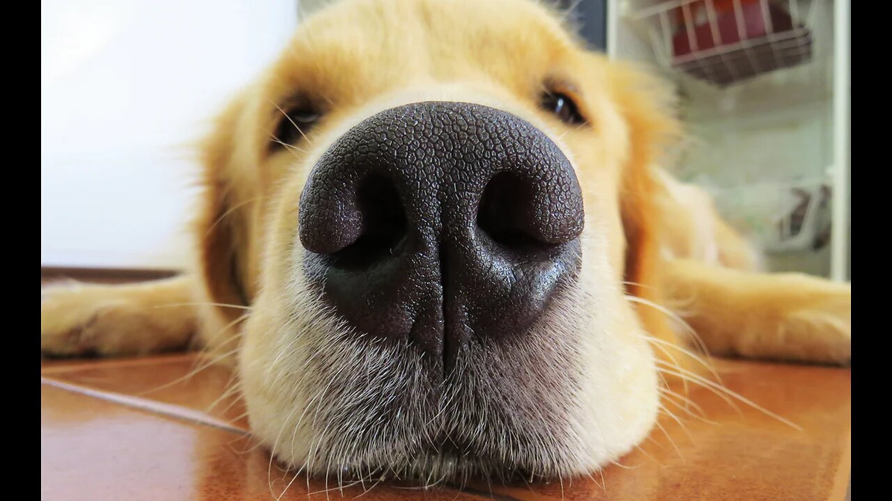 Just Incredible ! - "How Keen Is A Dog's Sense Of Smell Anyway ?"