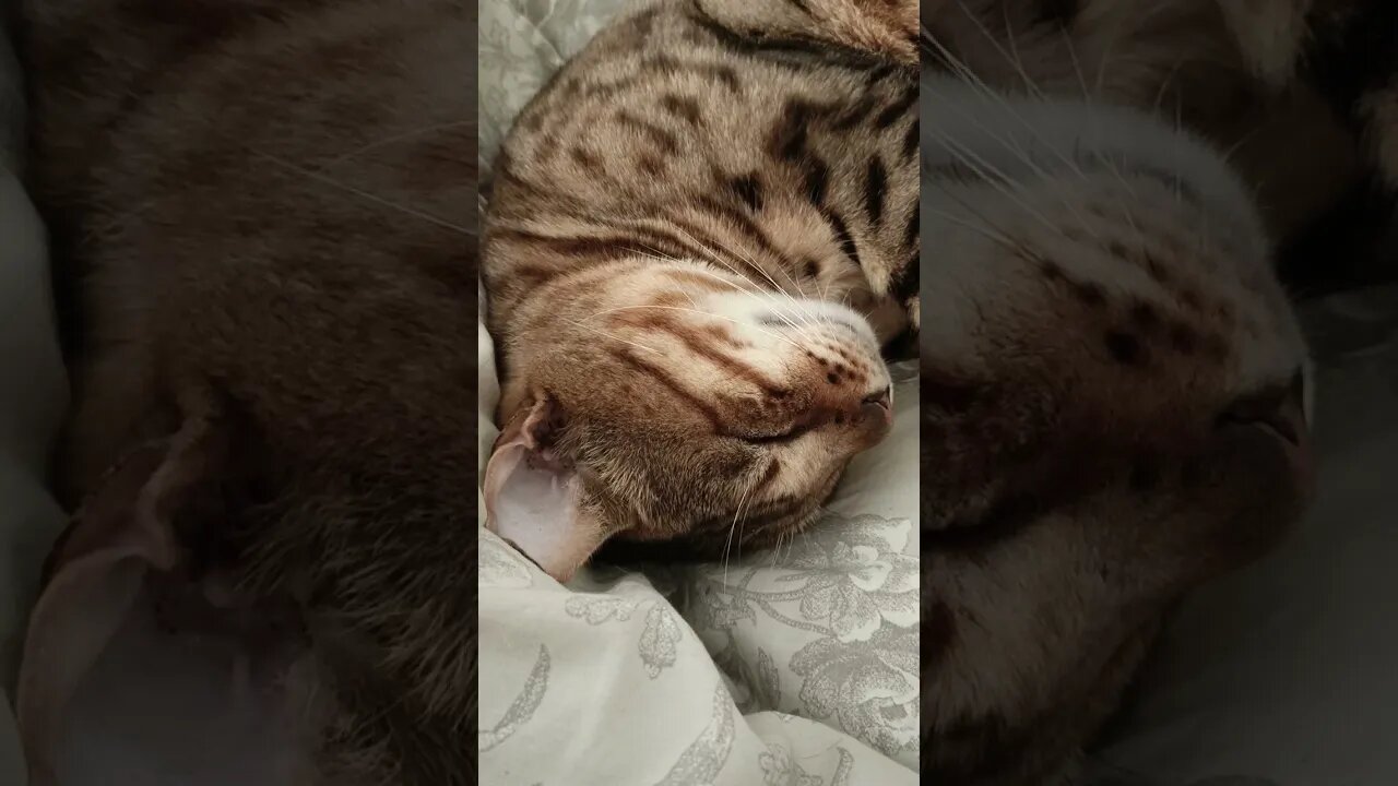 Cute bengal cat snoring and dreaming #bengalcat #cutecat #asmr