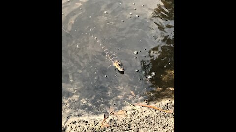 Baby Gator Release in Vain