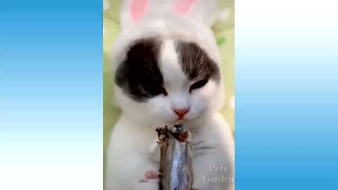 Super Cute Pets and Animals Mix / Compilation - WATCH and LOL