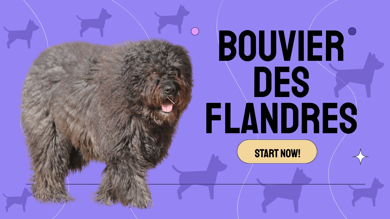 Bouvier des Flandres Dog Breed Information