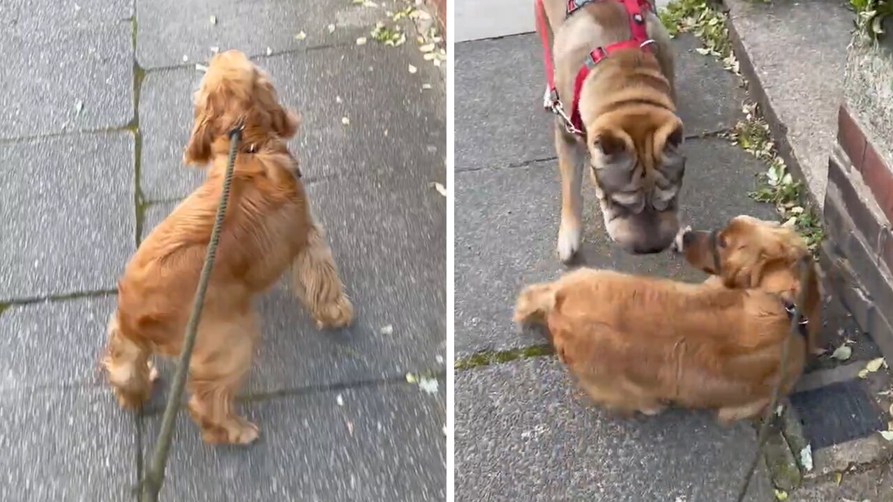 Pup does hilarious but wiggle when he sees his best friend