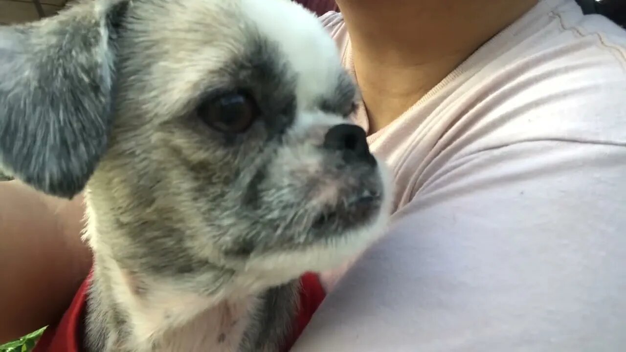 My Princess Shih Tzu with her New Haircut. Getting Vitamin D this Morning