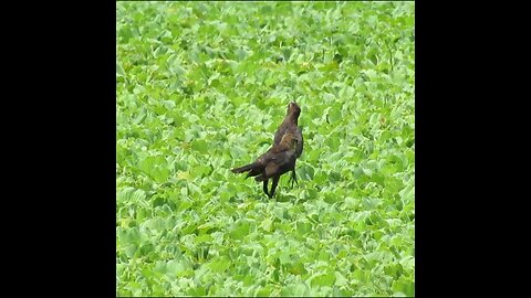 birds on water plants