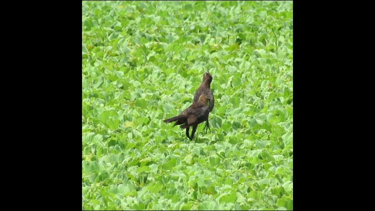 birds on water plants