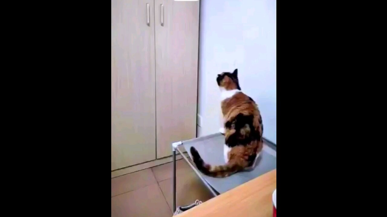 Funny cat video🤣🤣 trending video