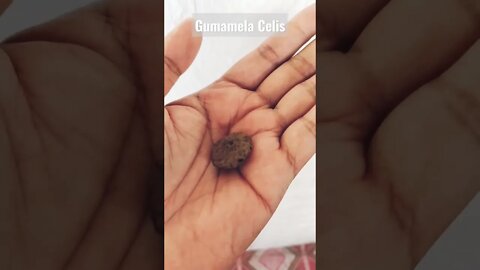 Gumamela Celis #agimat #antinganting #antingero #lihimnakarunungan #orasyon