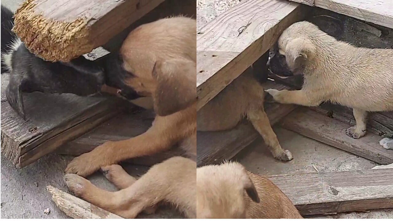 Lil Puppies Having A Cute Gang War