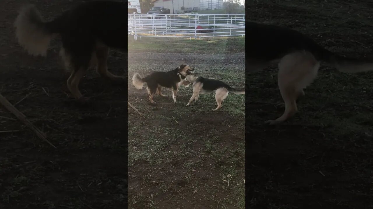 DOGs Rough PLAY | Female German Shepherd vs. Australian Male