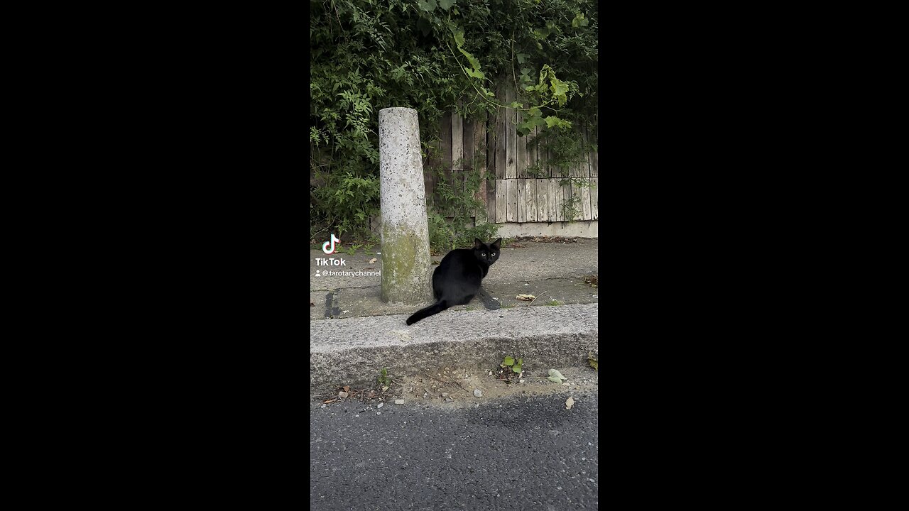 Let me tell you a secret! #catwisdom #tarotary #catsoftiktok #cat #kitty #blackcat