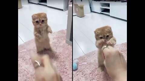 How is the cute cat fighting with its owner?(look at the Amezing video)