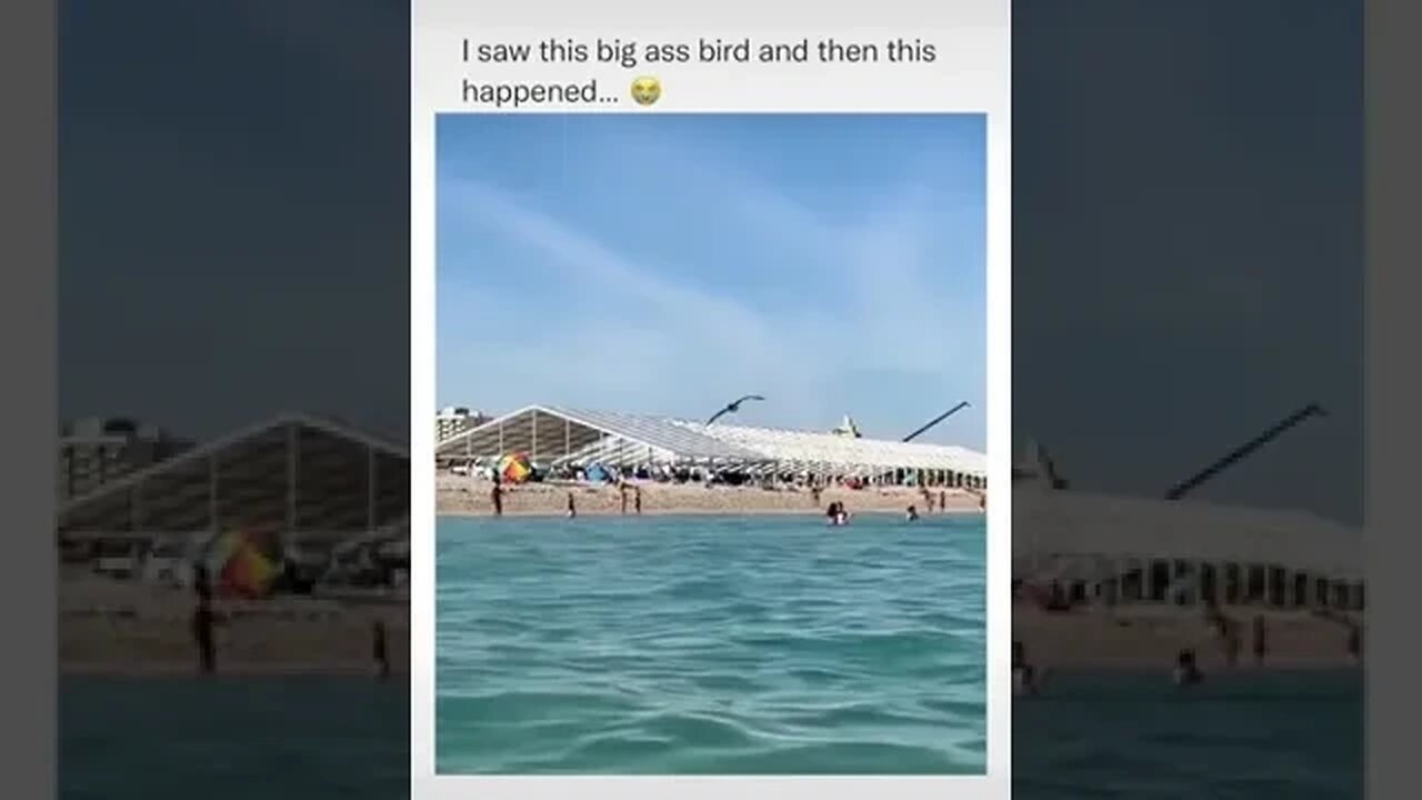 Birds were created to record everything. #shorts